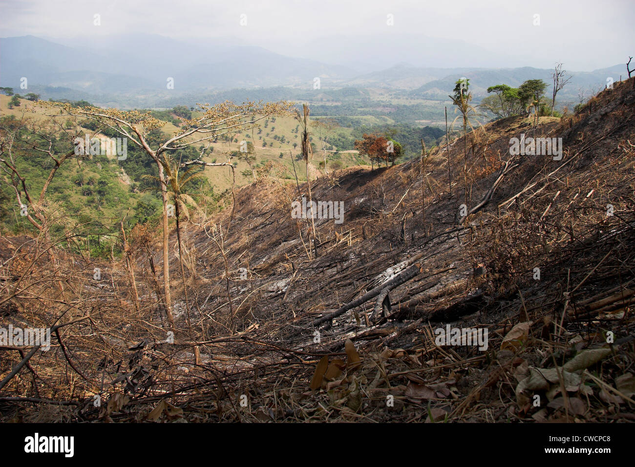 DEFORESTATION of rainforest to expand cattle ranching pasture, Barinas, Venezuela. Stock Photo