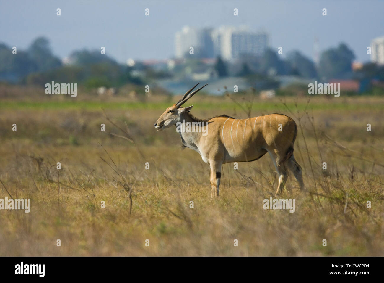 ELAND (Taurotragus oryx) with Nairobi city in background, Nairobi National Park, Kenya. Stock Photo