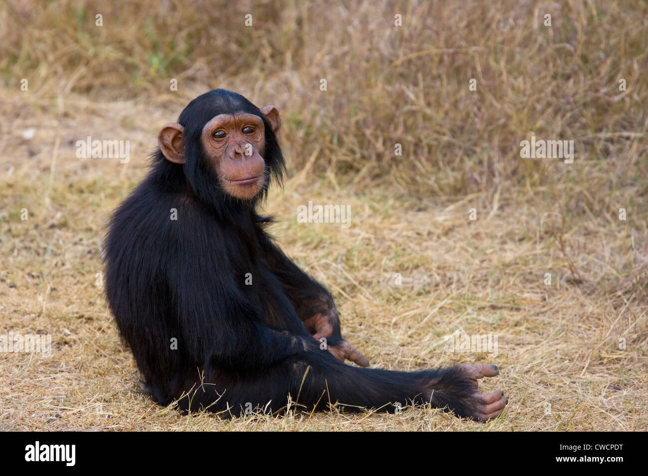 CHIMPANZEE young (Pan troglodytes) Ol Pejeta, Sweetwaters Chimpanzee Sanctuary, Kenya. Stock Photo