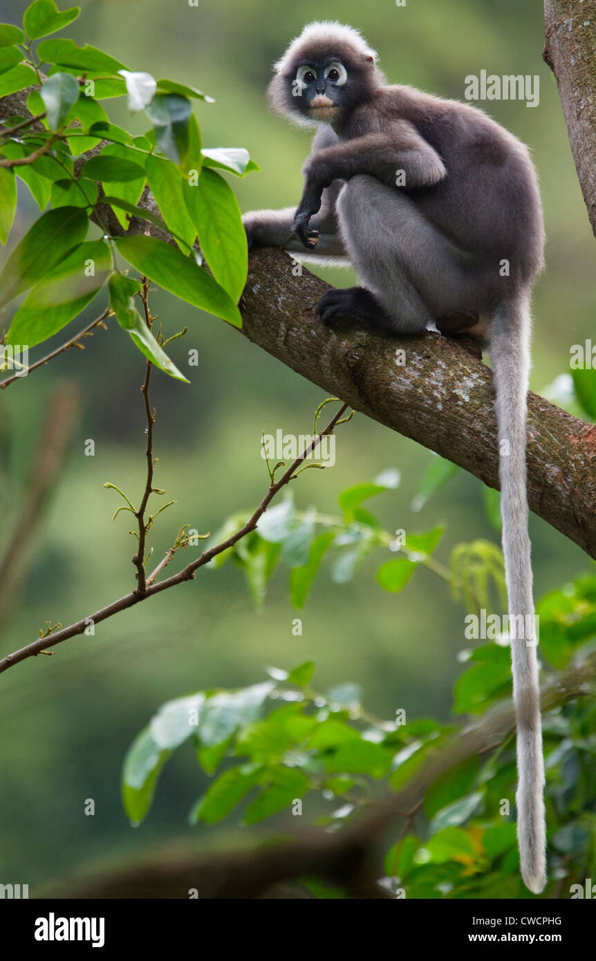 DUSKY or SPECTACLED LANGUR (Trachypithecus obscurus) Krabi province, southern Thailand. Stock Photo