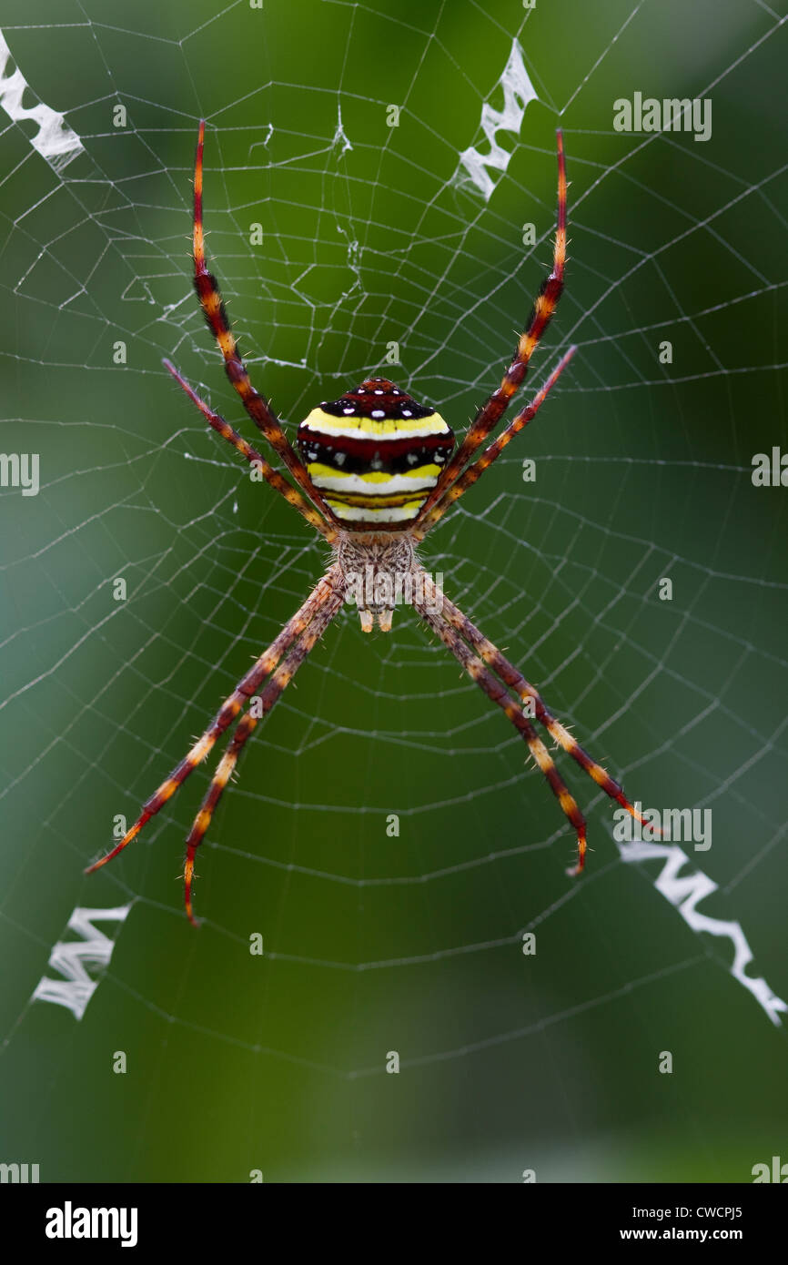 ORB-WEB SPIDER (Argiope sp.) on web, Koh Ra island, Thailand. Stock Photo