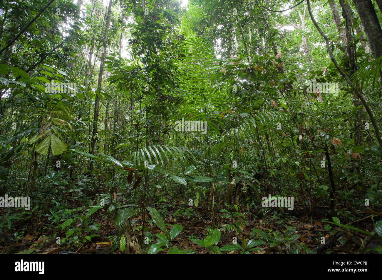 RAINFOREST INTERIOR after rainfall, Iwokrama forest reserve