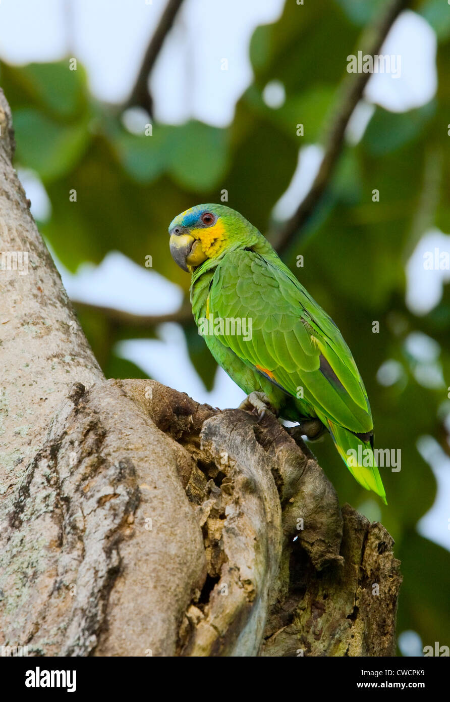 ORANGEWINGED AMAZON PARROT (Amazona amazonica) Guyana, South America