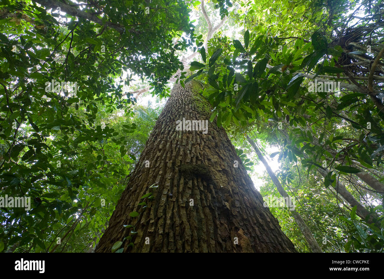 BRAZIL NUT TREE (Bertholletia excelsa) in primary rainforest, Iwokrama forest forest reserve, Guyana, South America. Stock Photo
