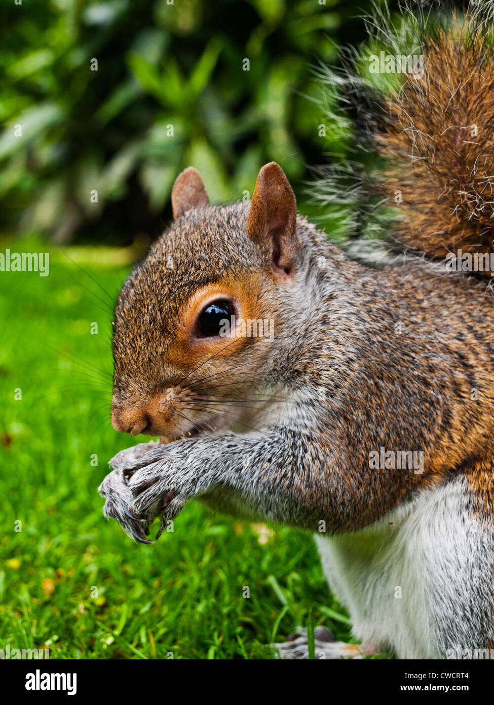 Common squirrel in garden Stock Photo - Alamy