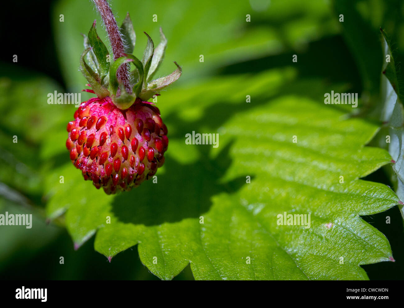wild or woodland strawberry (Fragaria vesca Stock Photo - Alamy