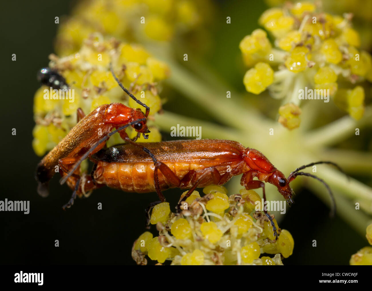 Common red soldier beetle (Rhagonycha fulva) mating Stock Photo Alamy