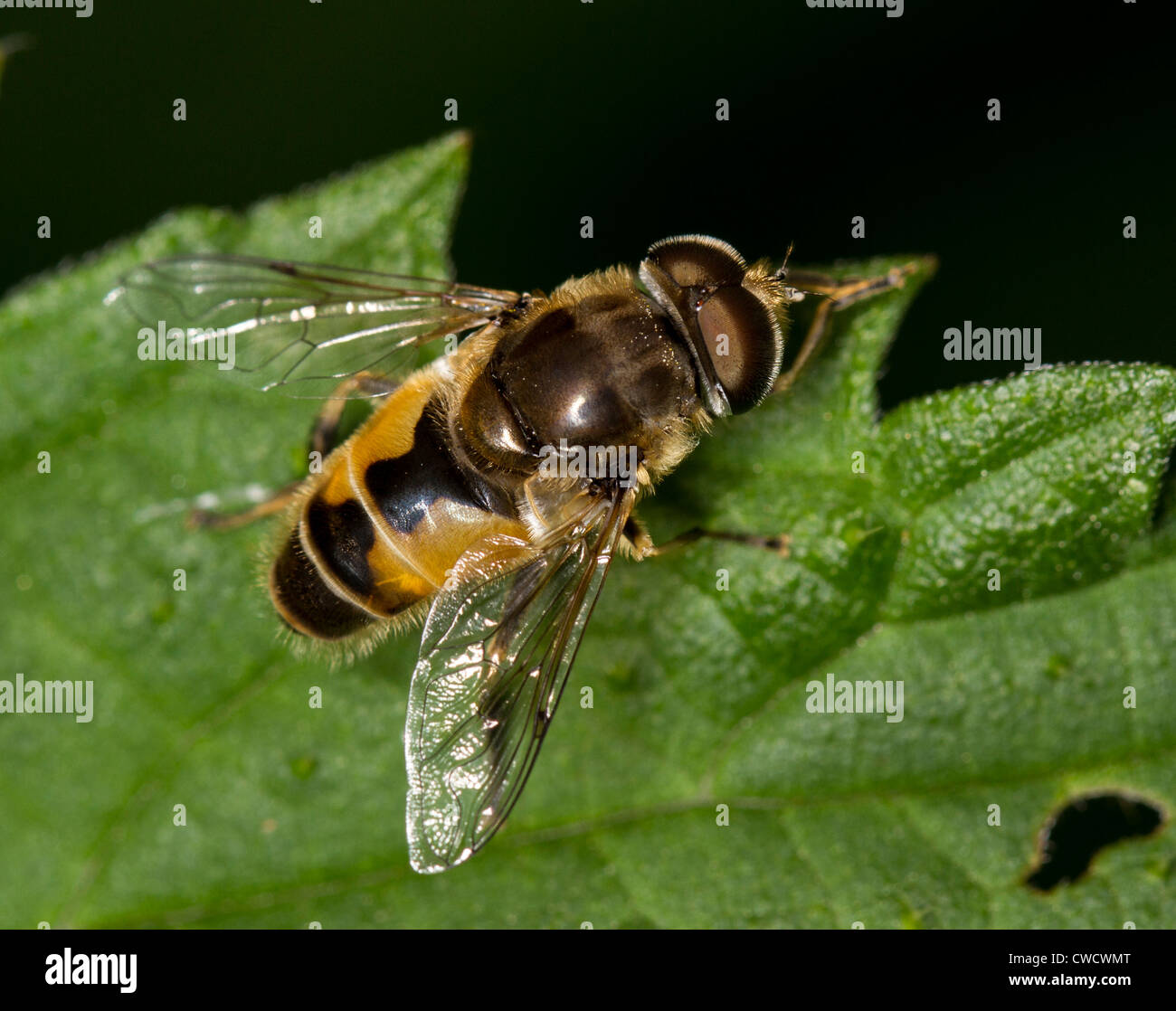 Eristalis horticola, a species of hoverfly; this one is a male. Stock Photo