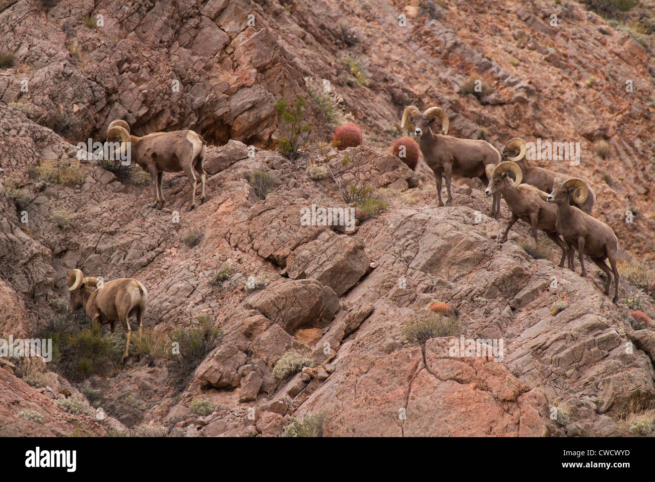 Ram valley hi-res stock photography and images - Alamy