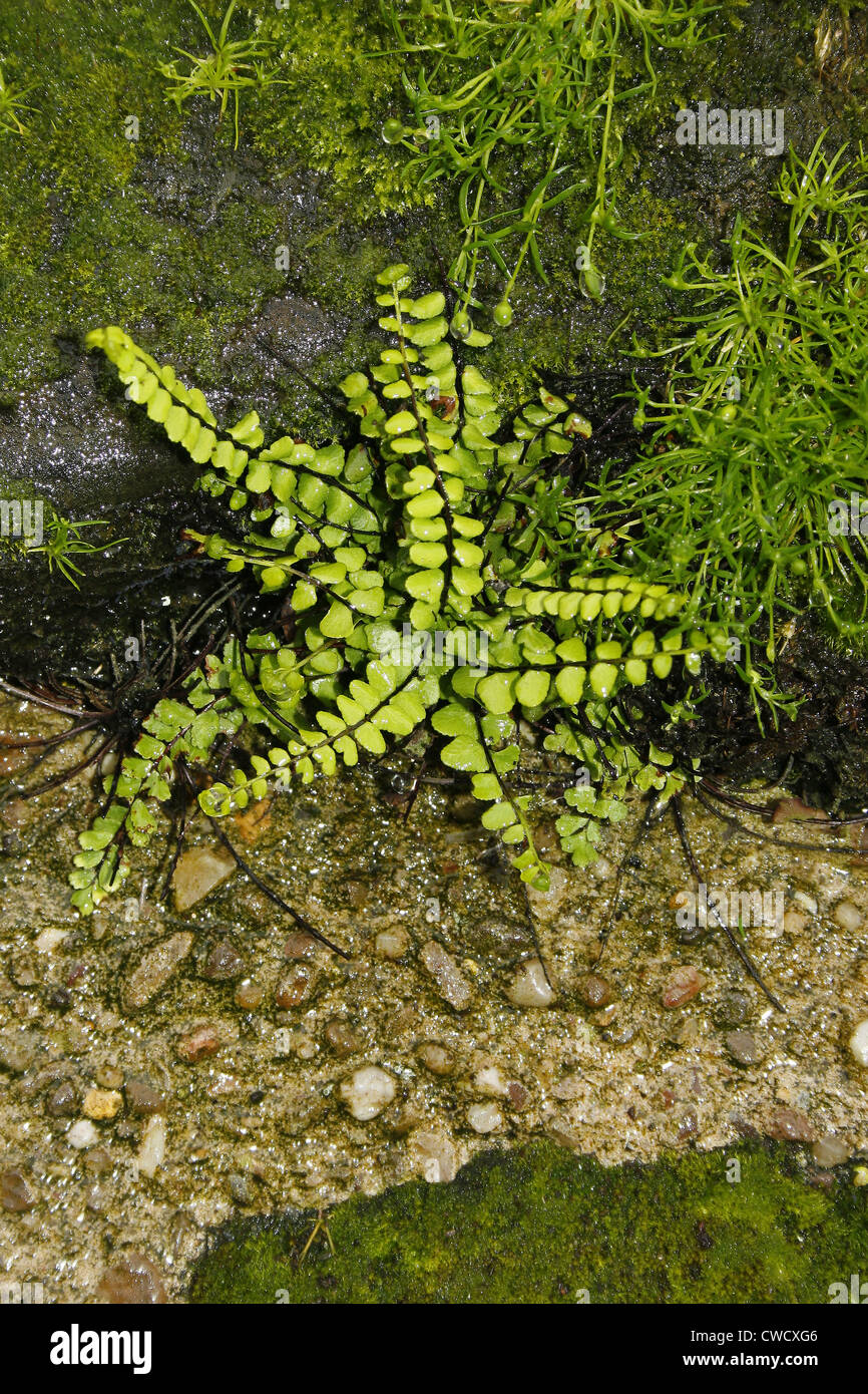 Maidenhair Spleenwort growing out of Newark Castle Wall Asplenium trichomanes Stock Photo