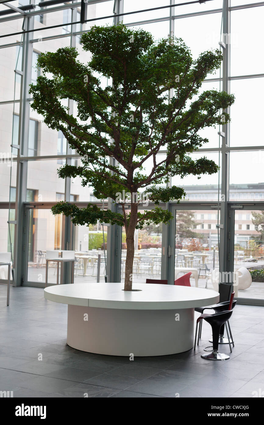 Tree growing on a table in an office lobby Stock Photo Alamy