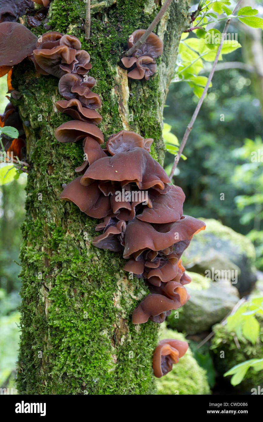 Jelly ear fungus on tree with moss Stock Photo