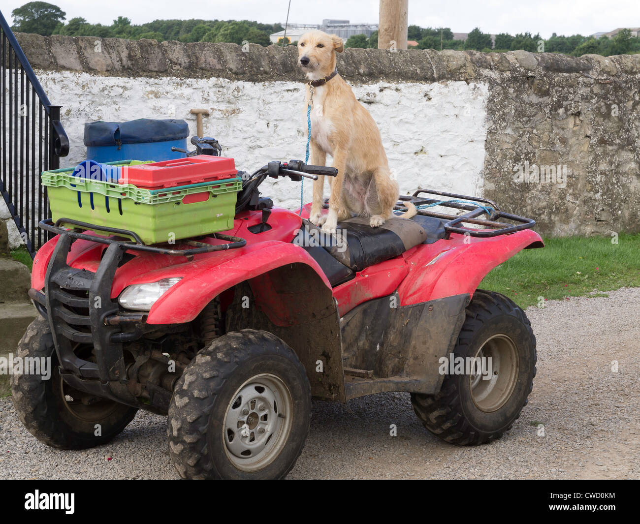 Farmers dog a fawn lurcher on a quadbike waiting for his master's return Stock Photo
