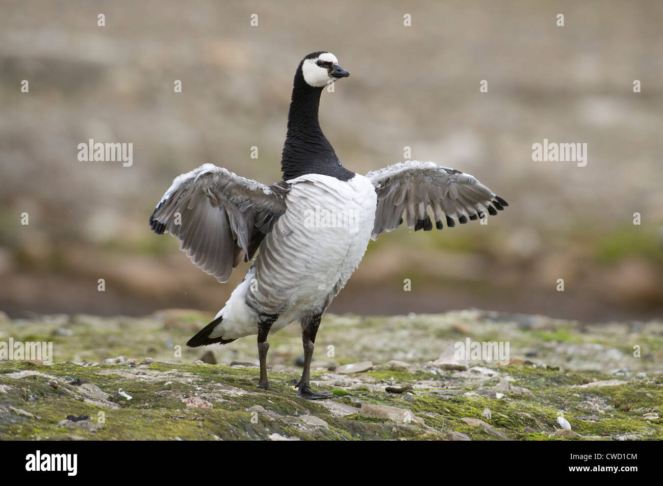 Barnacle goose, Branta leucopsis, Spitsbergen, Svalbard, Arctic Stock Photo  - Alamy