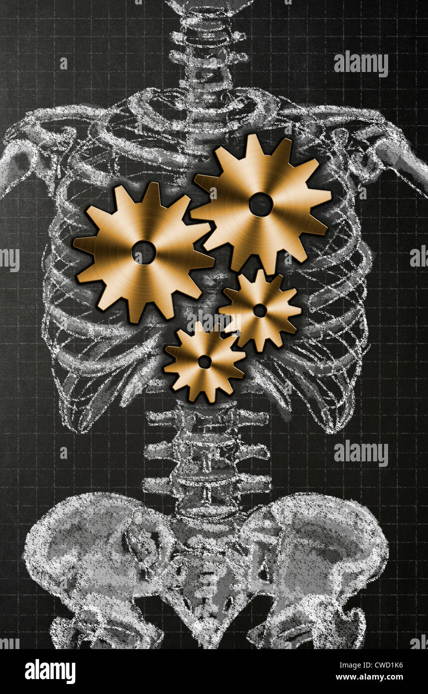 Chalk illustration of a human skeleton on a blackboard with gold cogs