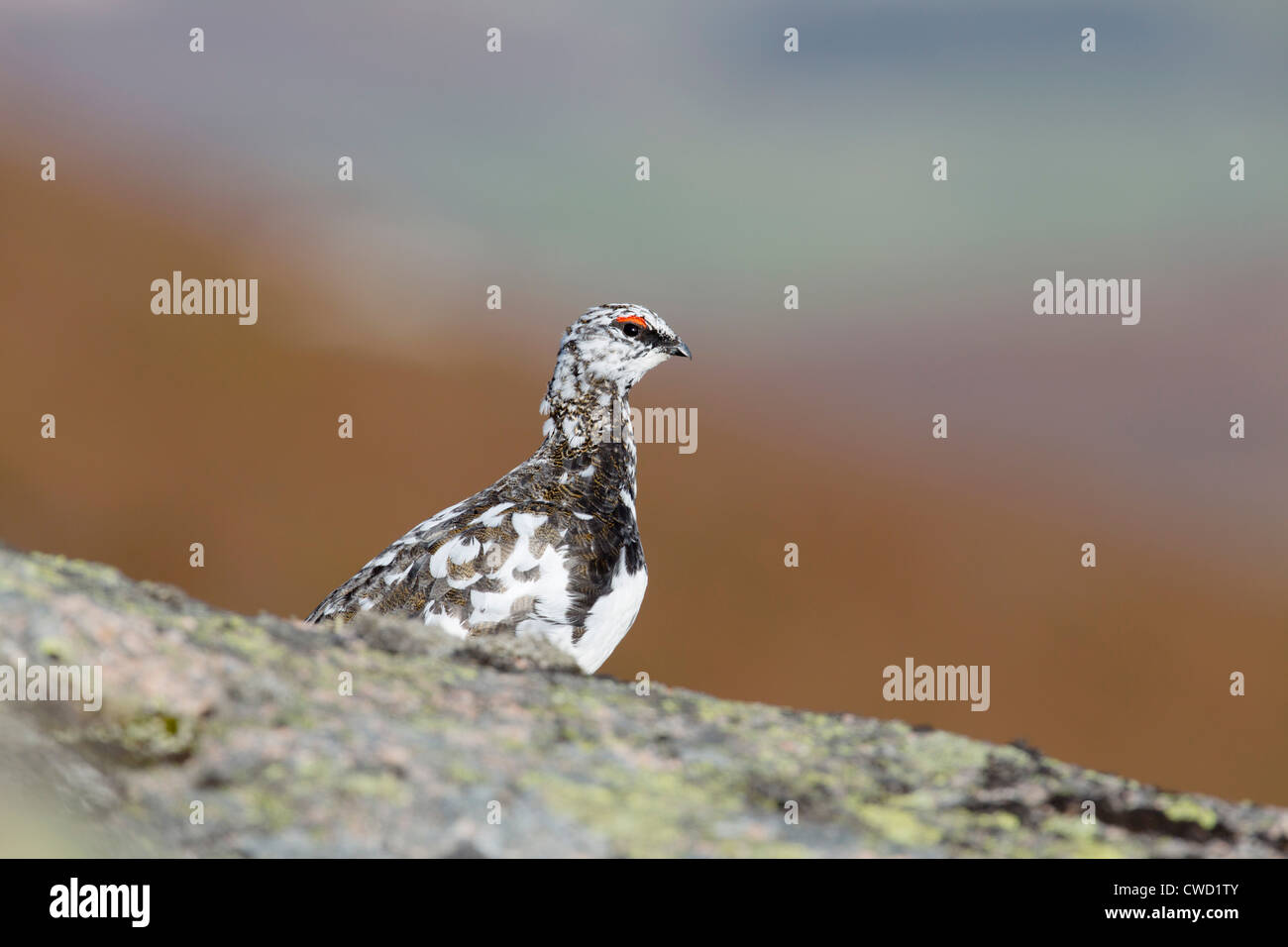Ptarmigan; Lagopus mutus; moulting into summer plumage; Cairngorm; Scotland; UK Stock Photo