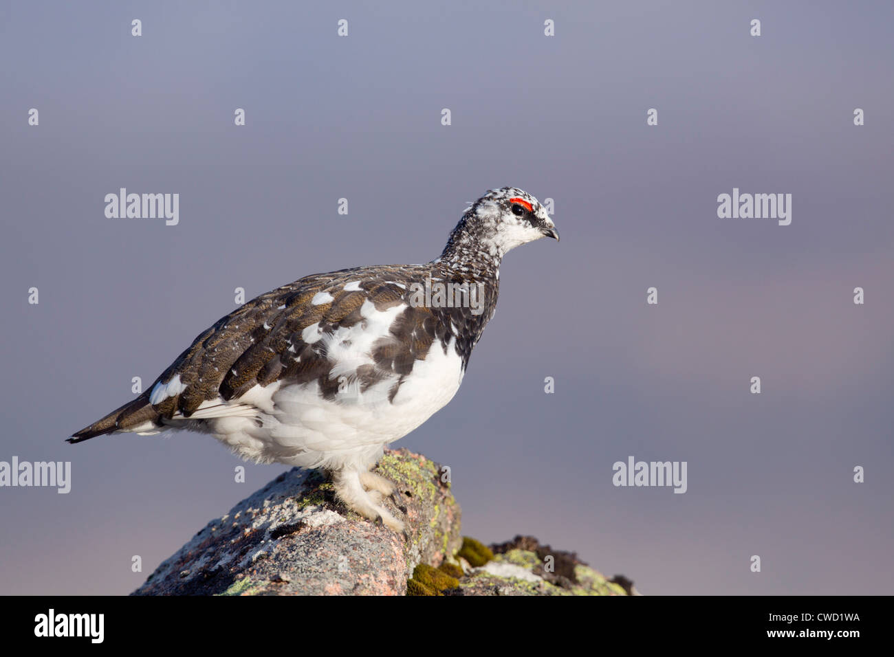 Ptarmigan; Lagopus mutus; moulting into summer plumage; Cairngorm; Scotland; UK Stock Photo