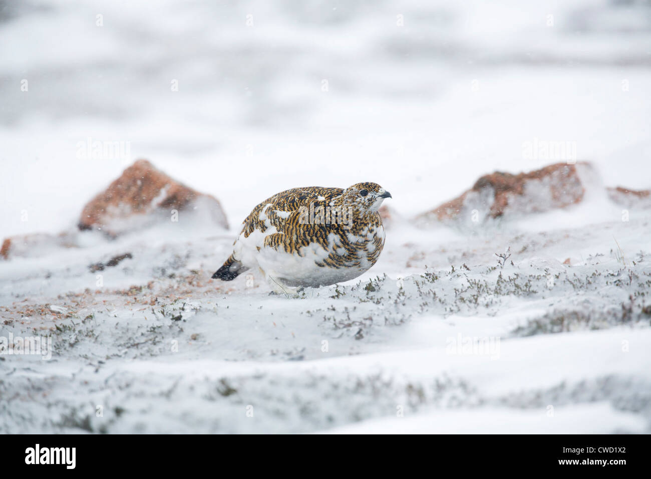 Ptarmigan; Lagopus mutus; female in snow; moulting into summer plumage; Cairngorm; Scotland; UK Stock Photo