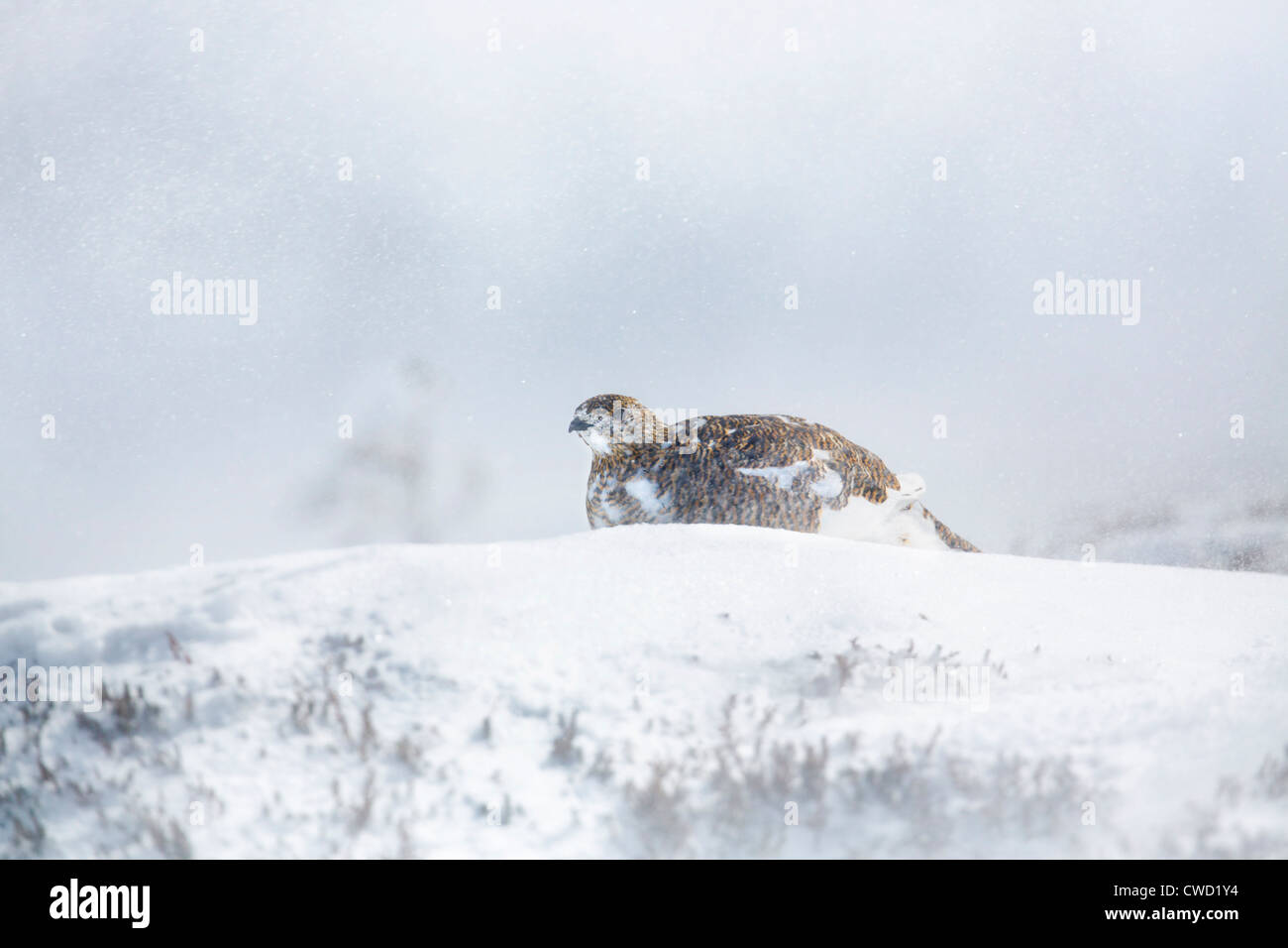 Ptarmigan; Lagopus mutus; female in snow; moulting into summer plumage; Cairngorm; Scotland; UK Stock Photo