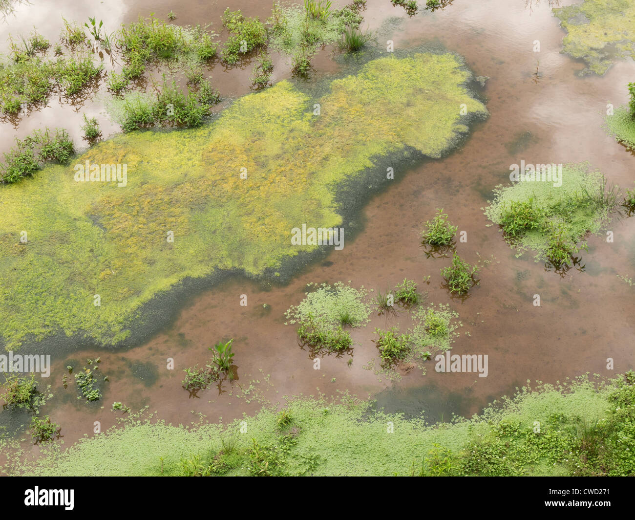 Algae growing in shallow stagnant pond water Stock Photo - Alamy