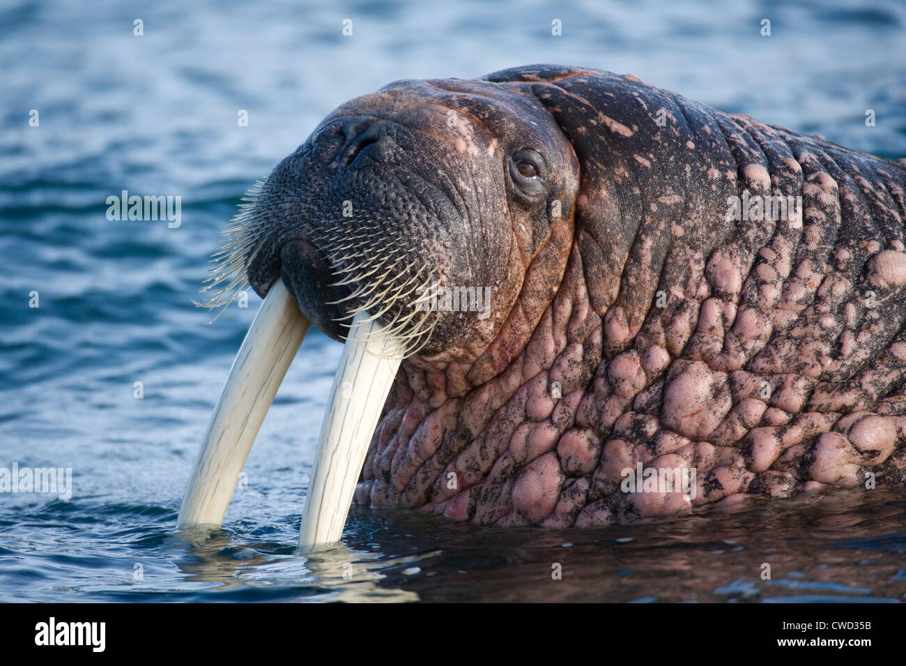 Walrus, Odobenus rosmarus, Spitsbergen, Svalbard, Arctic Stock Photo ...
