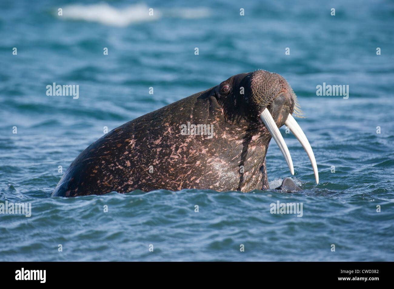 Walrus, Odobenus rosmarus, Spitsbergen, Svalbard, Arctic Stock Photo ...