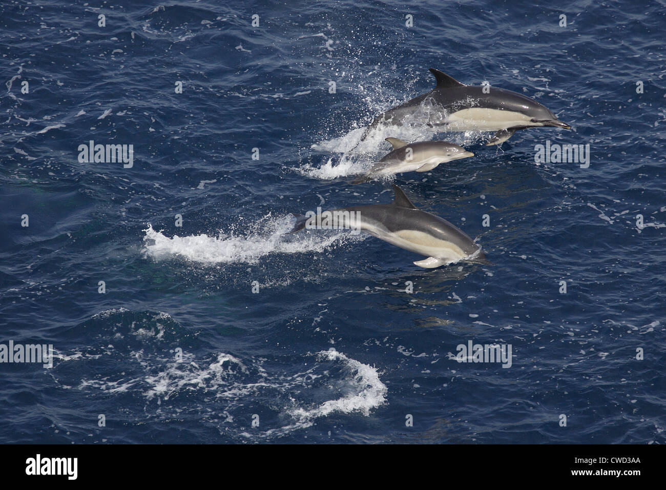 Short-beaked Common Dolphins Delphinus delphis mother with calf Bay of Biscay Stock Photo
