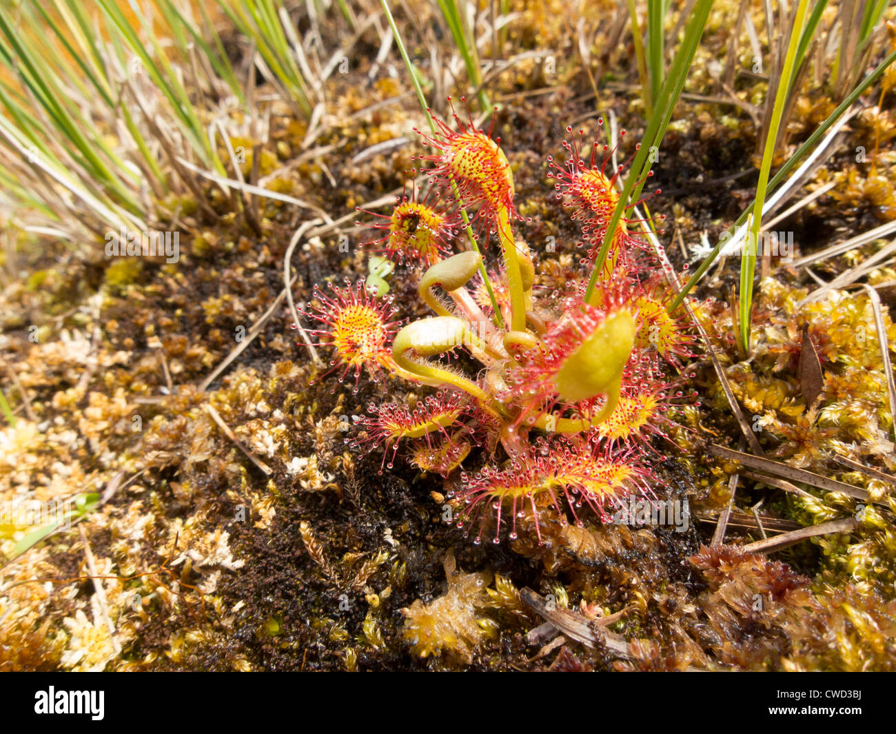 carnivorous plant Drosera rotundifolia (Common Sundew), Vega Archipelago, Helgeland, Nordland, Norway Stock Photo