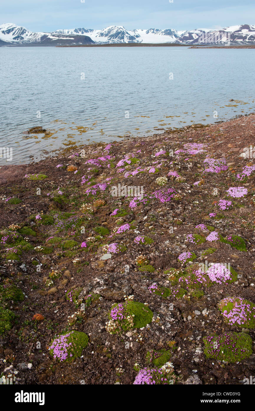 Tufted saxifrage, Saxifraga cespitosa L. and Purple Saxifrage, Saxifraga oppositifolia L.,  Tundra flowers, Spitsbergen, Svalbard, Arctic Stock Photo