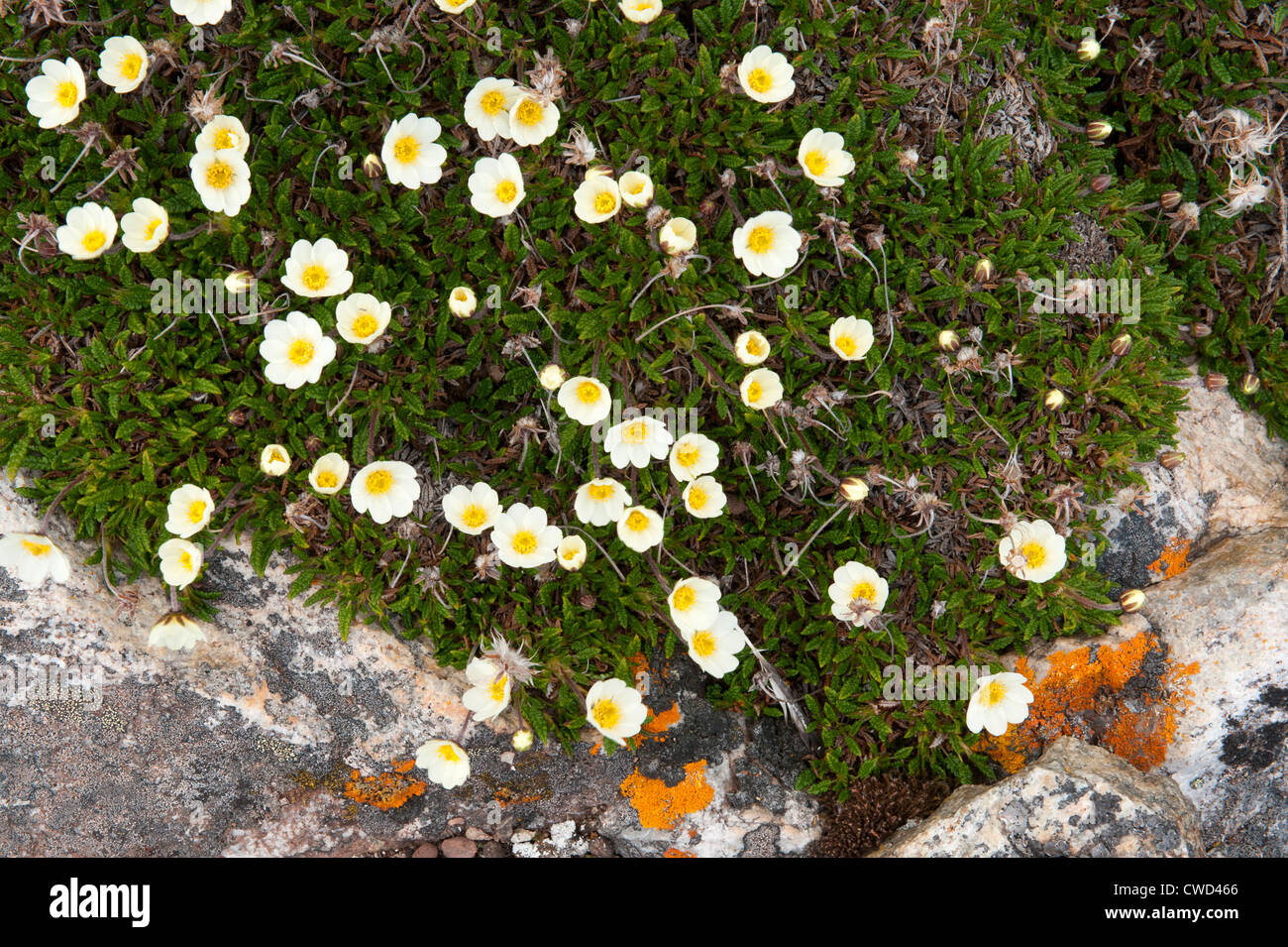 Tufted saxifrage, Saxifraga cespitosa L., Tundra flowers, Spitsbergen, Svalbard, Arctic Stock Photo