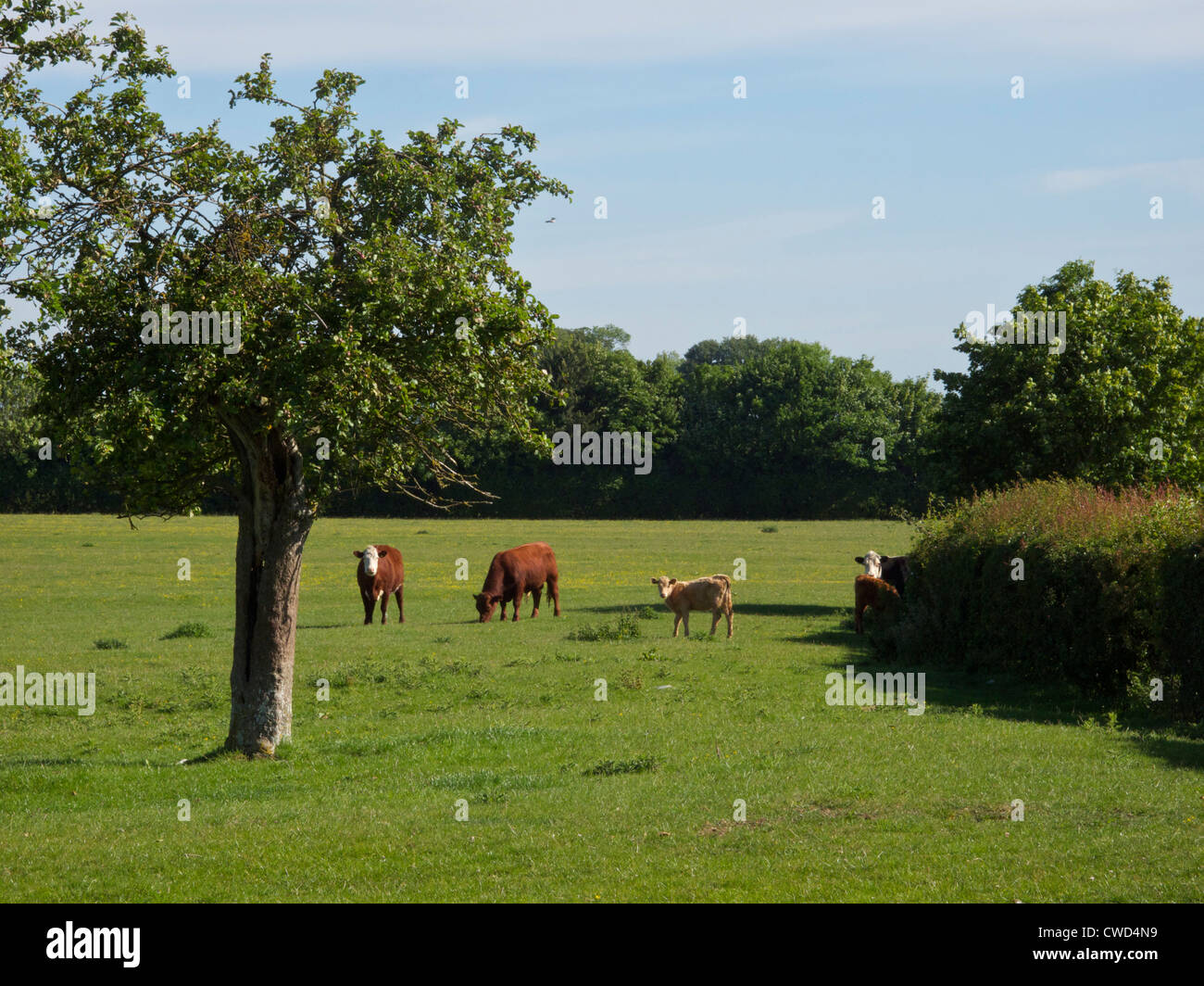 Pretty field of mixed beef cattle and calf. Oxfordshire Stock Photo