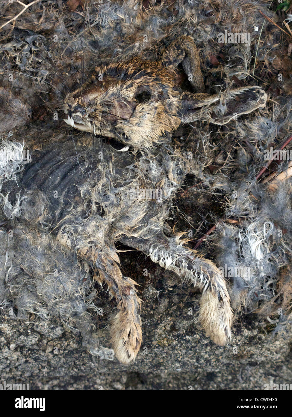 decayed rabbit. The area has the fatal myxomatosis rabbit disease. Stock Photo