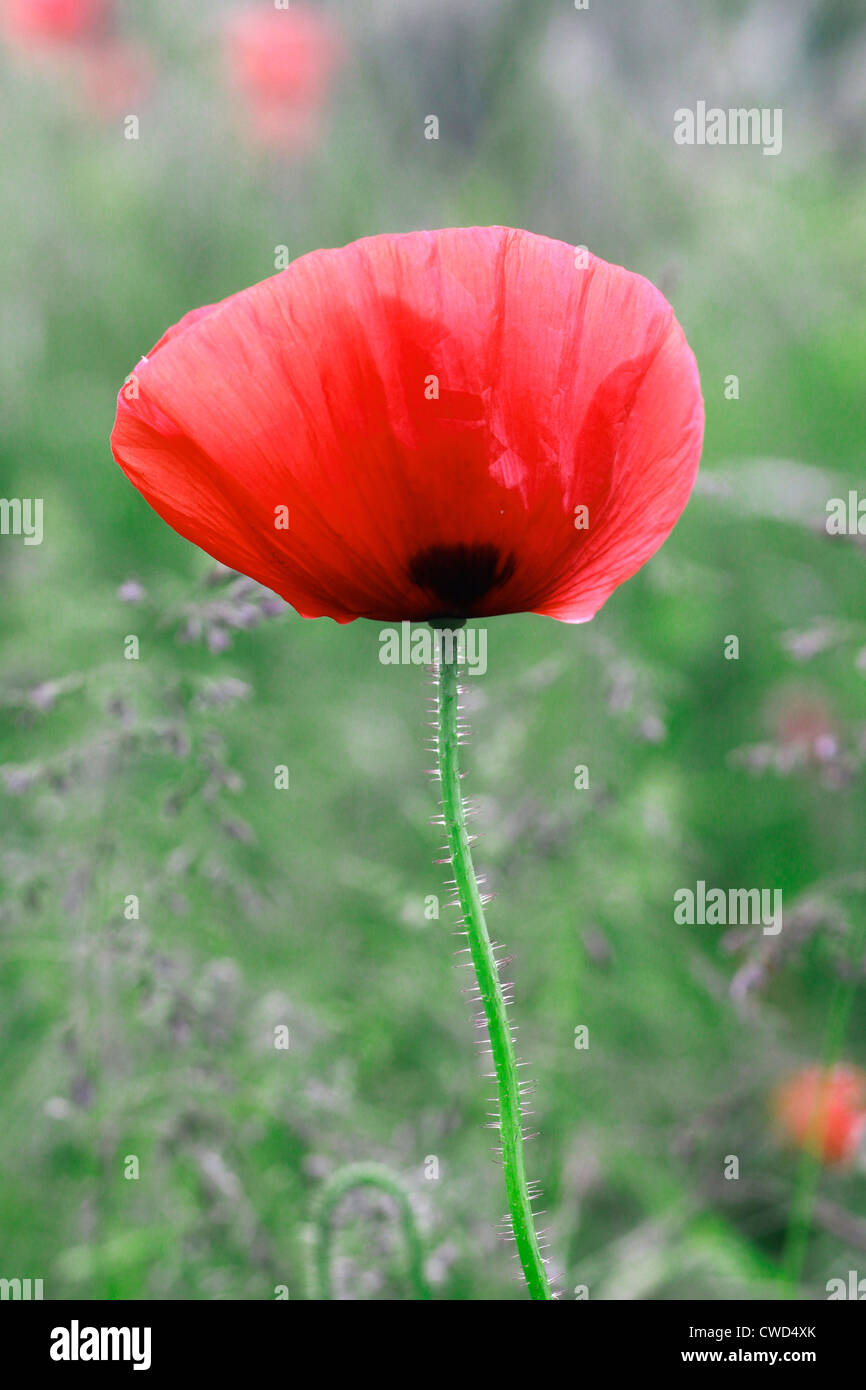 Wild poppy in field Stock Photo