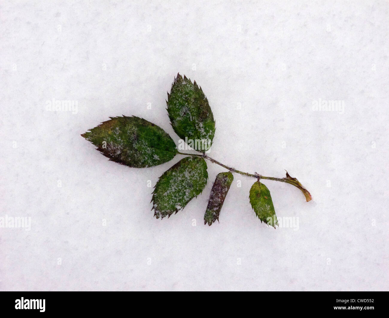 Icy leaf on snow Stock Photo