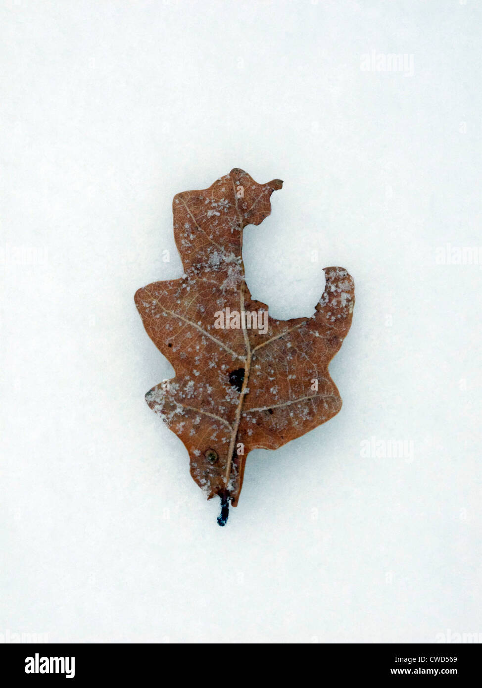 Icy leaf on snow Stock Photo