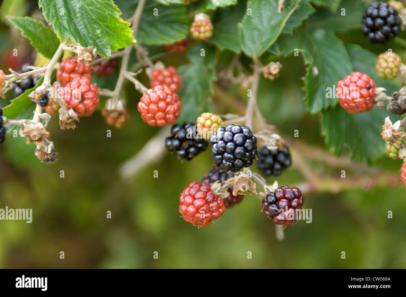blackberries ripe and unripe fruit on blackberry bush. Oxfordshire Stock Photo