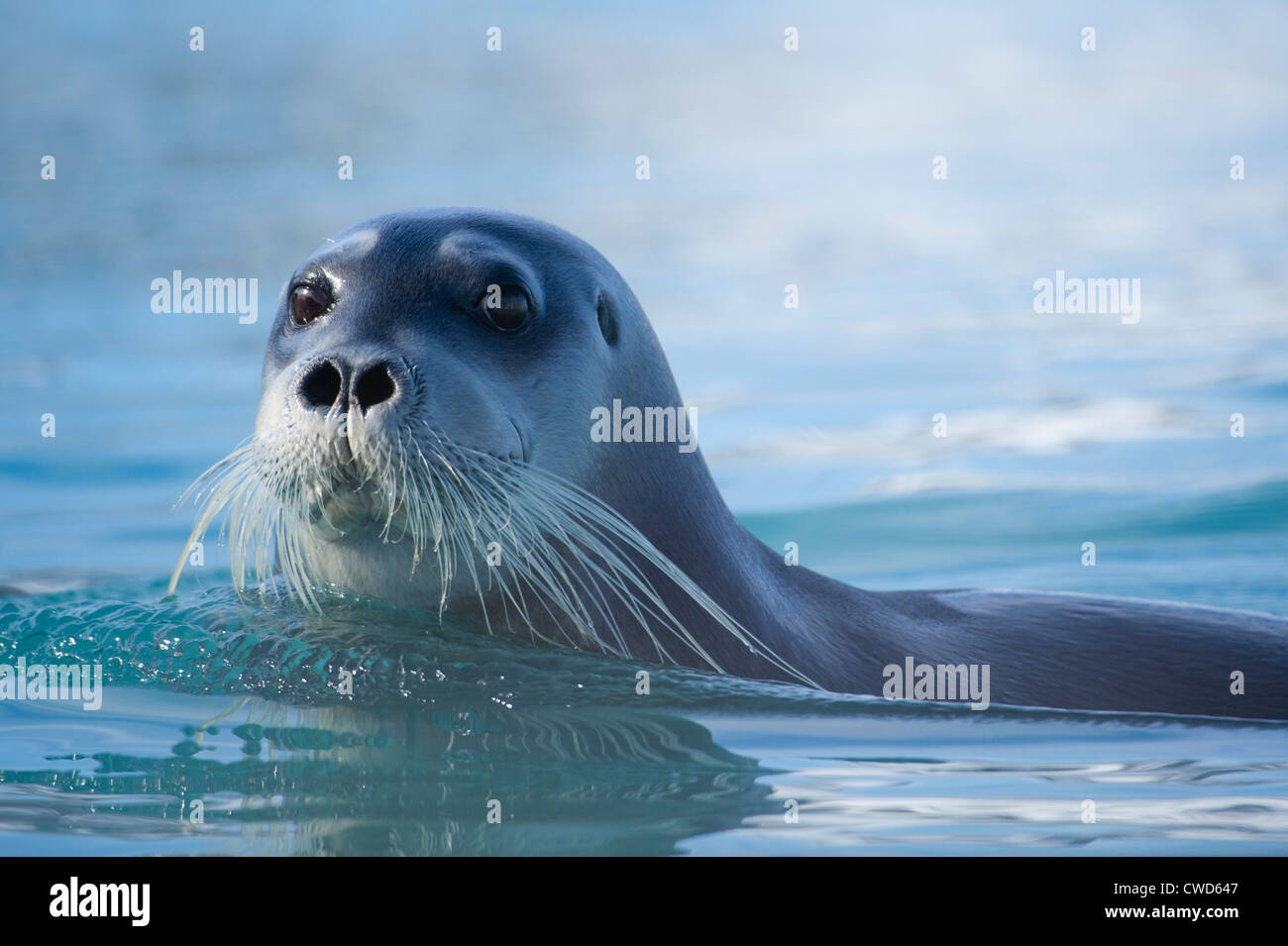 Bearded seal, Erignathus barbatus, Monaco glacier, Woodfjorden, Spitsbergen, Svalbard, Arctic Stock Photo
