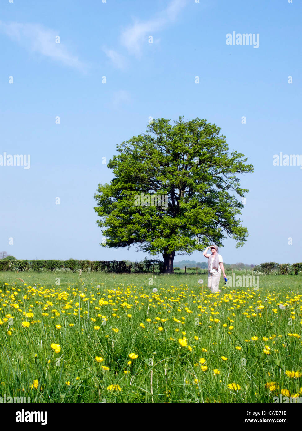 Spring river meadow with buttercups and tree and blue sky. Woman walking. Oxfordshire Stock Photo