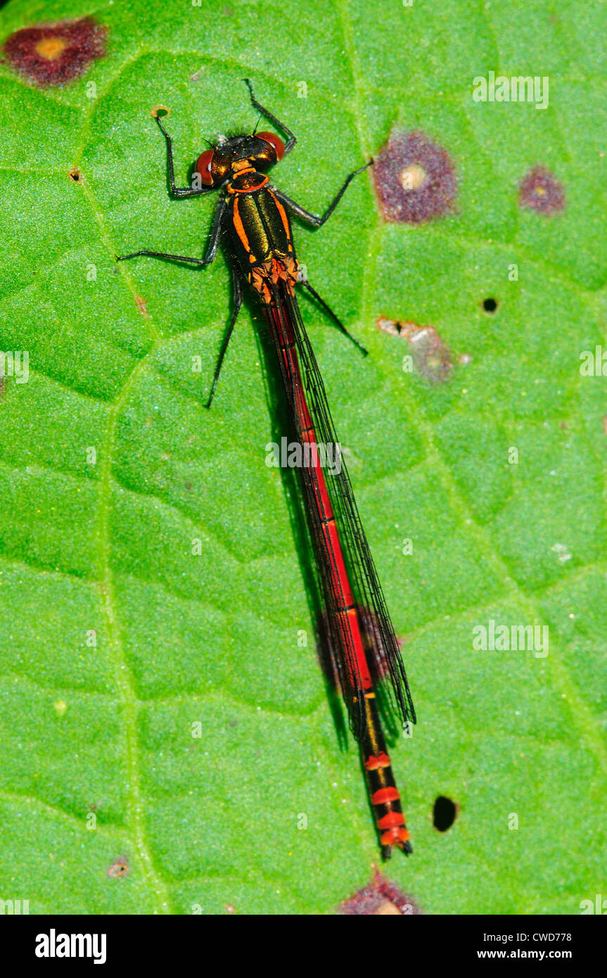 A large red damselfly at rest on a leaf UK Stock Photo - Alamy