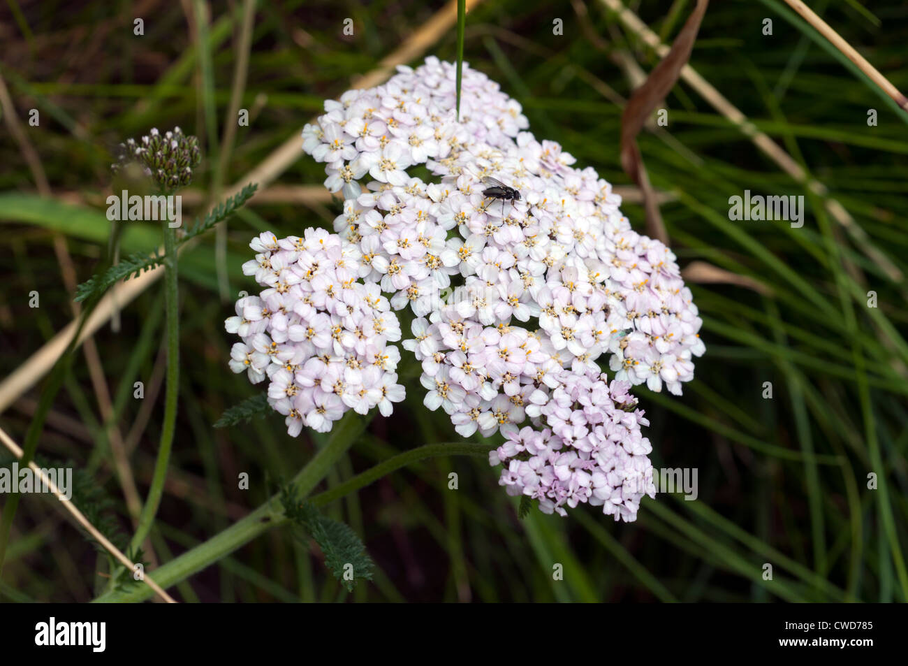 Yarrow, Achillea millefolium Stock Photo