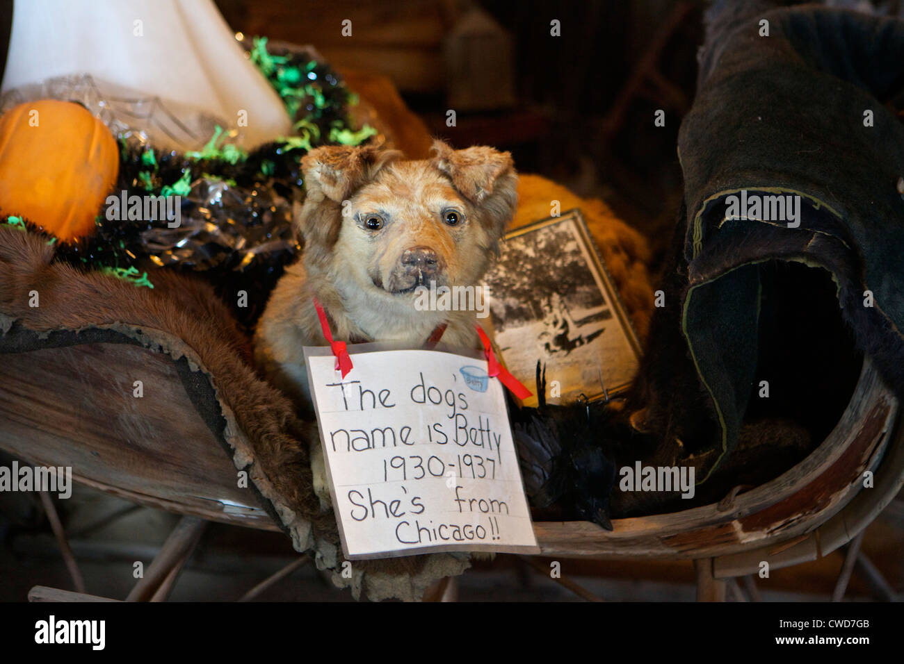 Betty The Stuffed Sleigh Dog At Crane S Pie Pantry Restaurant