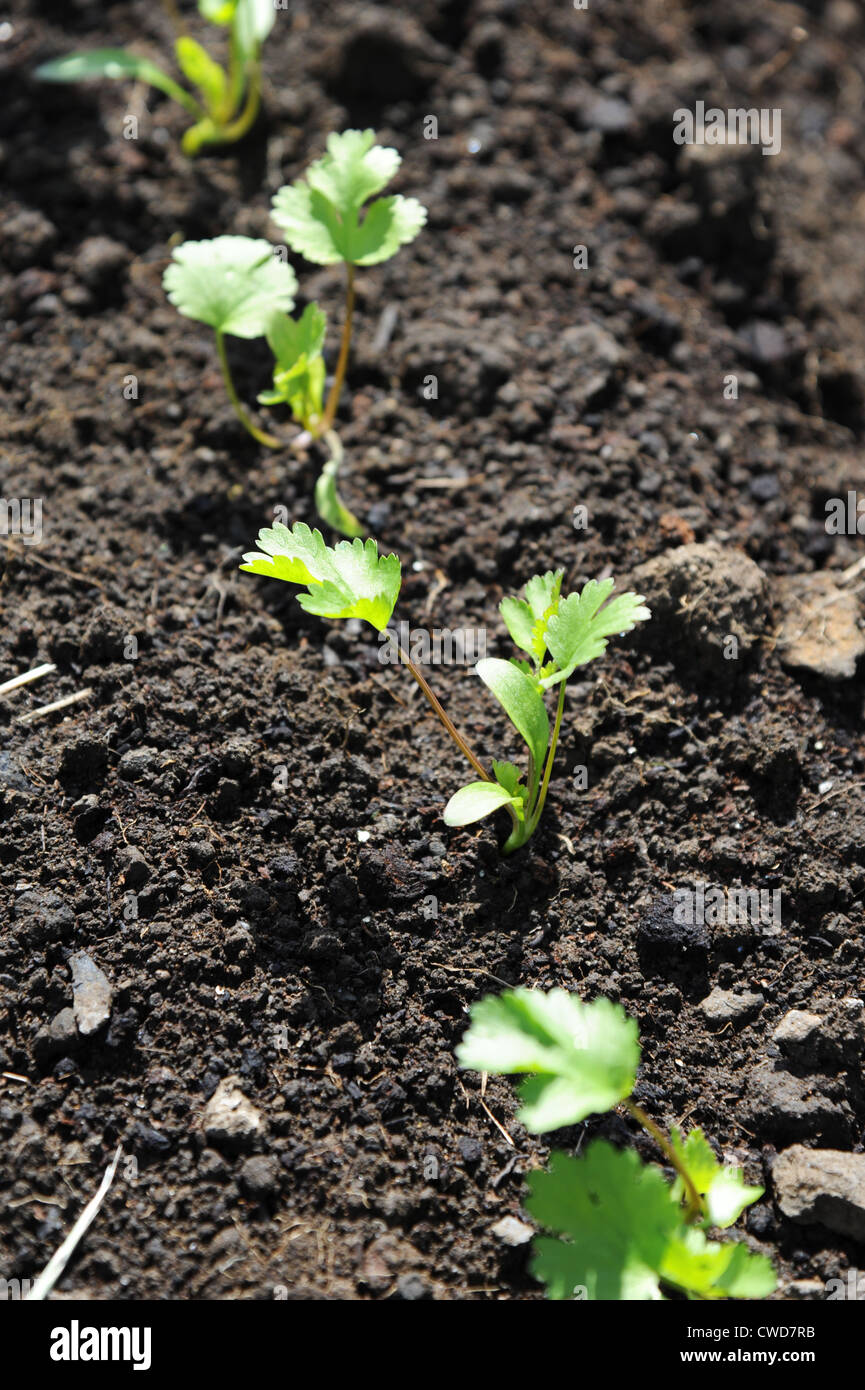 Coriander seedlings growing in the sunshine Stock Photo Alamy