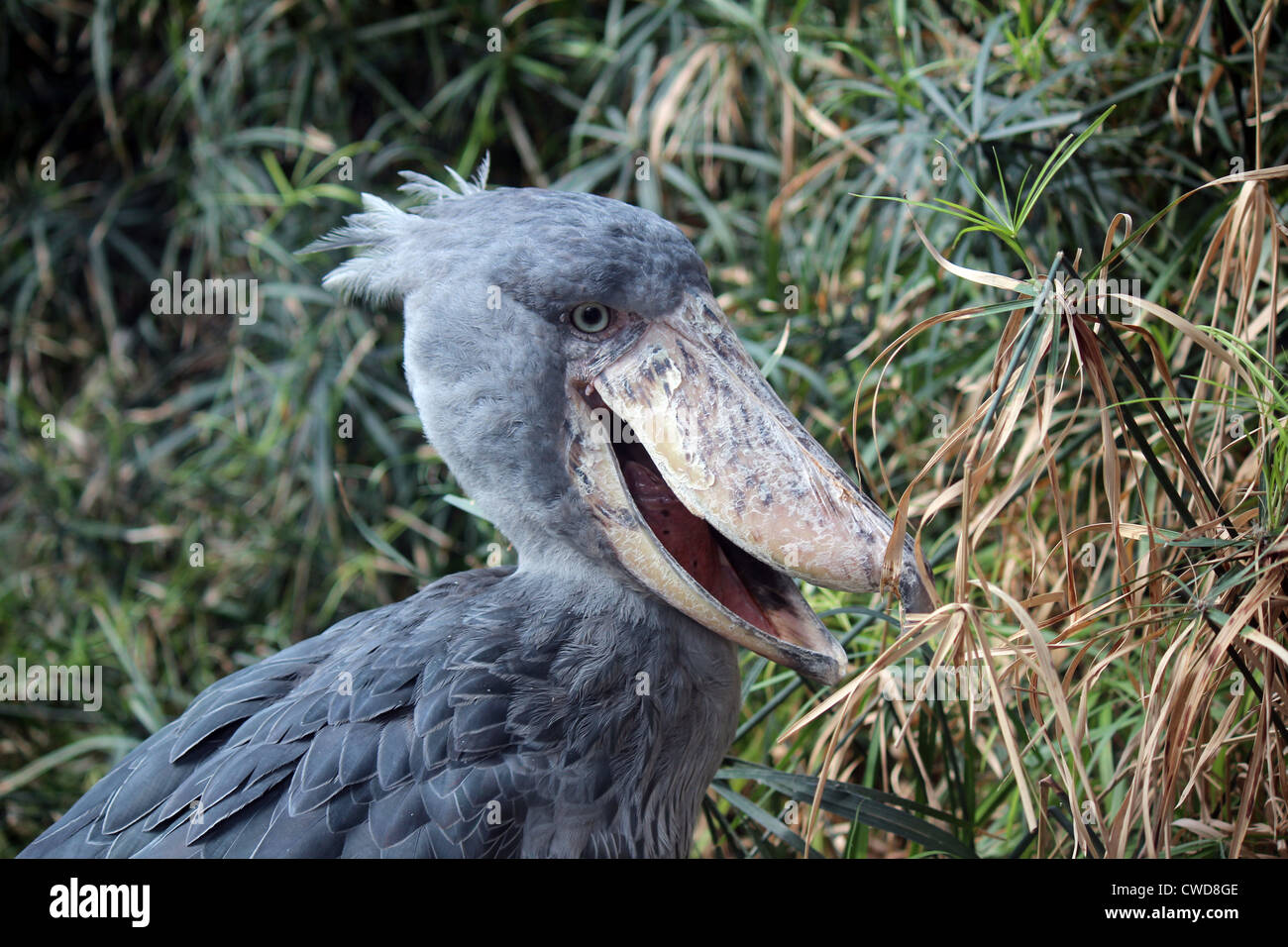 Strange Bird Hi Res Stock Photography And Images Alamy