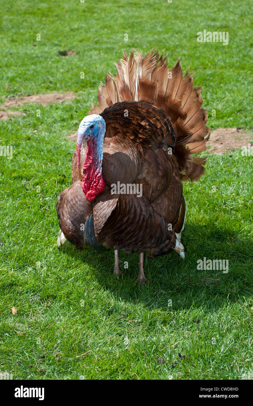 Bourbon Red Turkey Stock Photo - Alamy