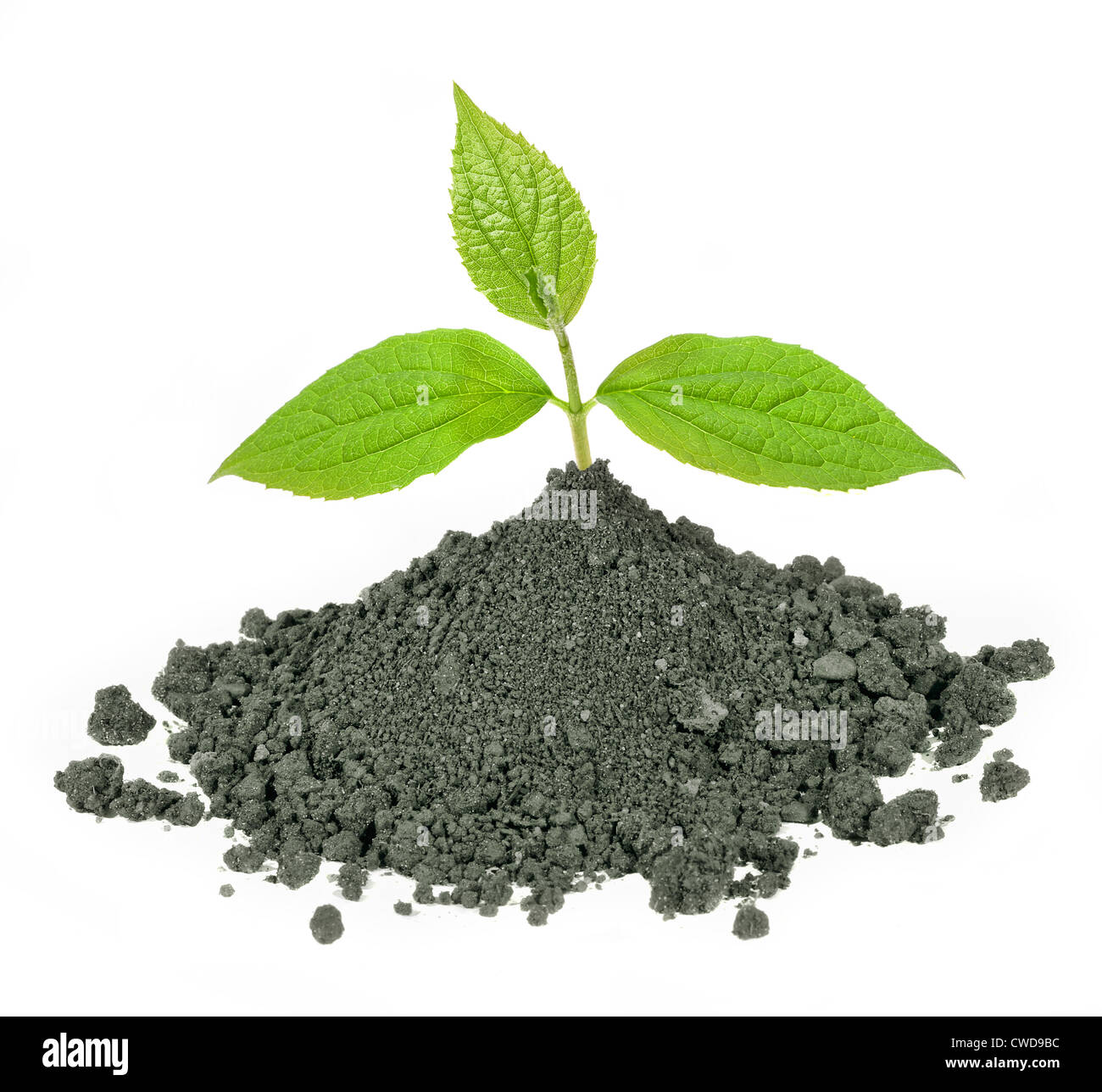 green plant with leaves in dirt, isolated Stock Photo Alamy