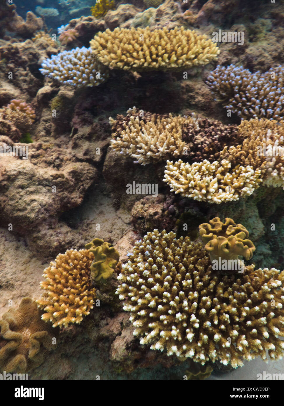 Varieties of hard stony coral, acropora cervicornis, colony building reef on Great Barrier Reef Australia Stock Photo