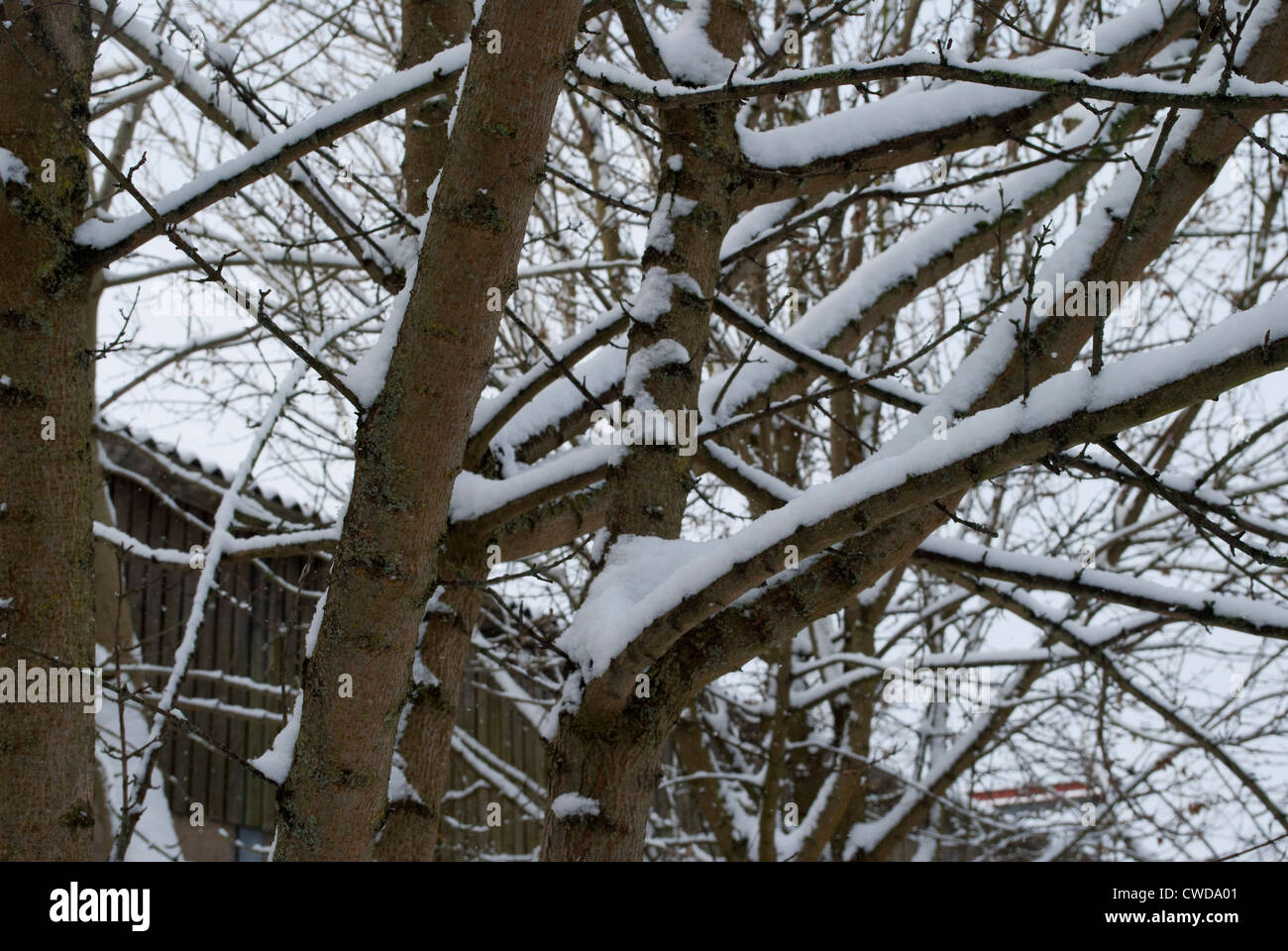 Snow covered tree branches Stock Photo - Alamy
