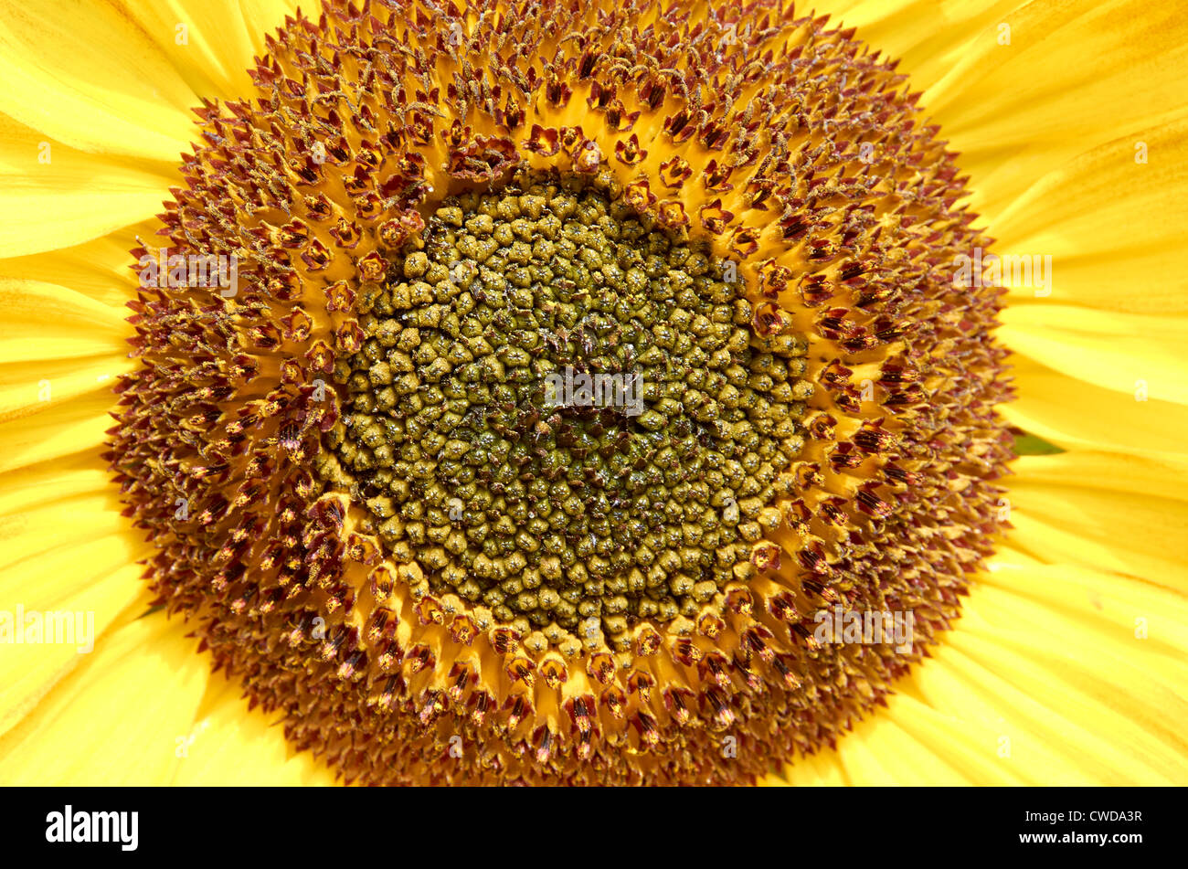 Giant sunflower (Helianthus annuus) heads showing mature seeds Stock