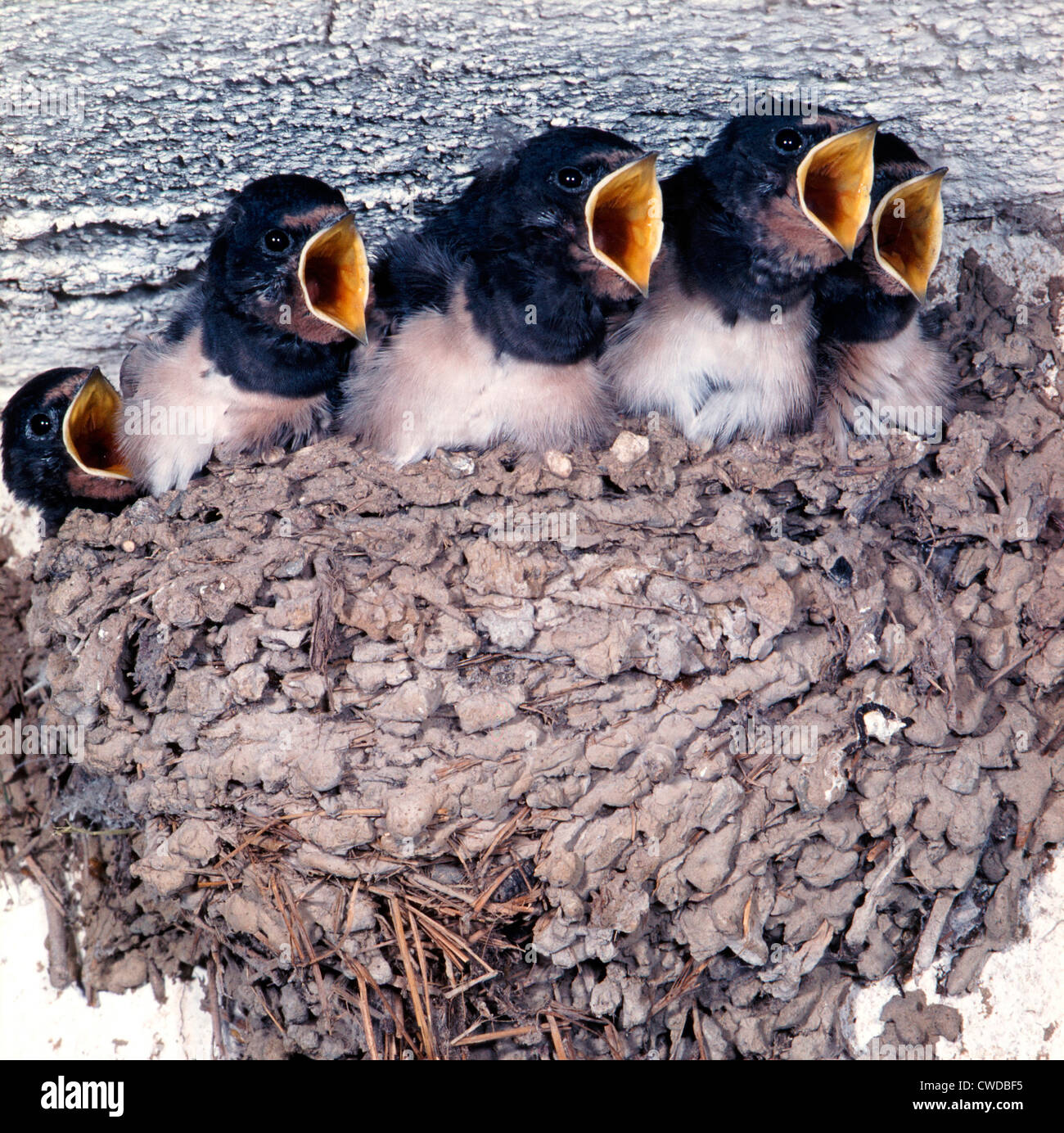 Barn Swallow Nest High Resolution Stock Photography And Images Alamy