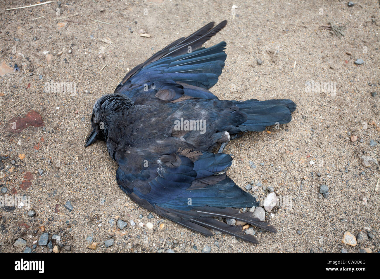 Dead crow hires stock photography and images Alamy